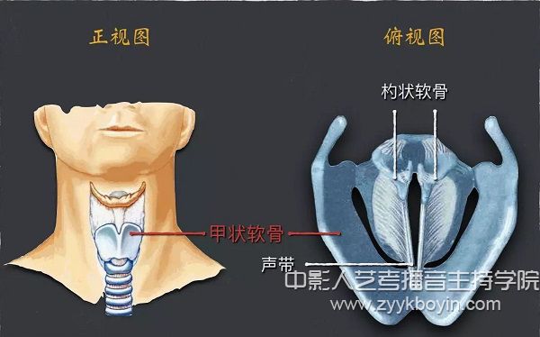 適度擠壓甲狀軟骨法.jpg