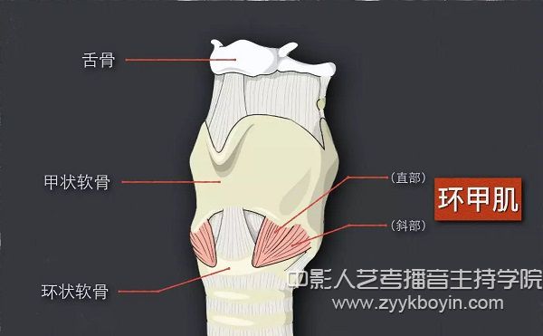 適度顫動兩側(cè)環(huán)甲肌法.jpg